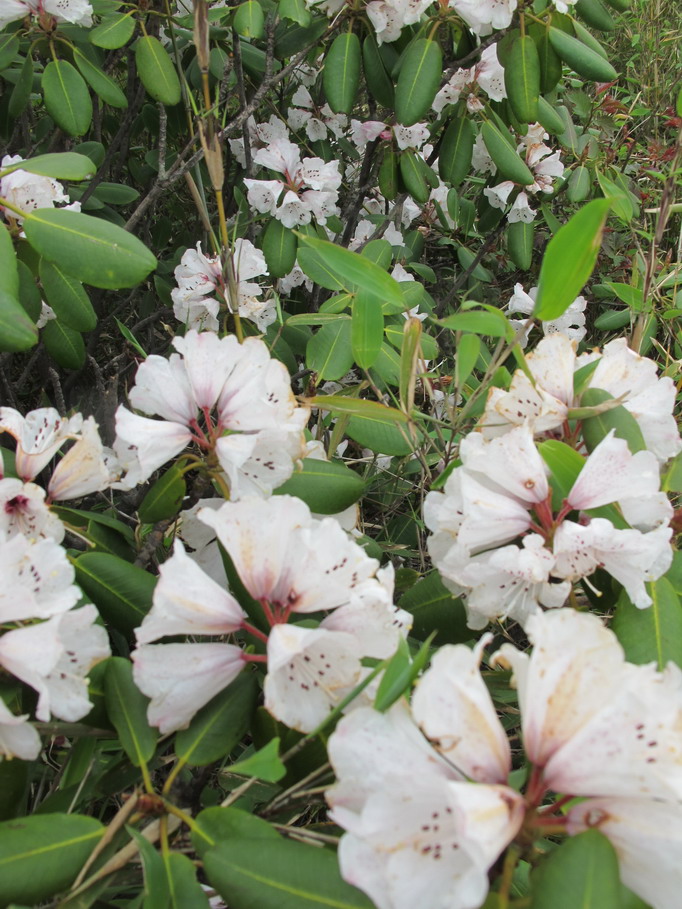 ��ˮ��ž黨 158.jpg