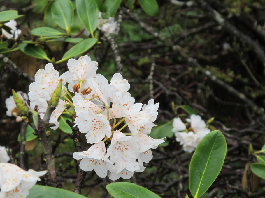 ��ˮ��ž黨 050.jpg